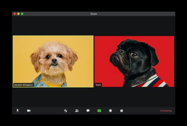 Zwei Hunde beim Video-Call via MS Teams